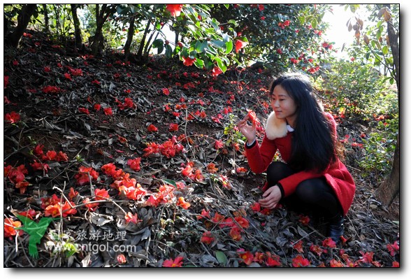 游人在婺源縣江灣鎮(zhèn)海拔1260余米的大瀲村紅花山油茶基地觀賞和拍攝盛開的山茶花。