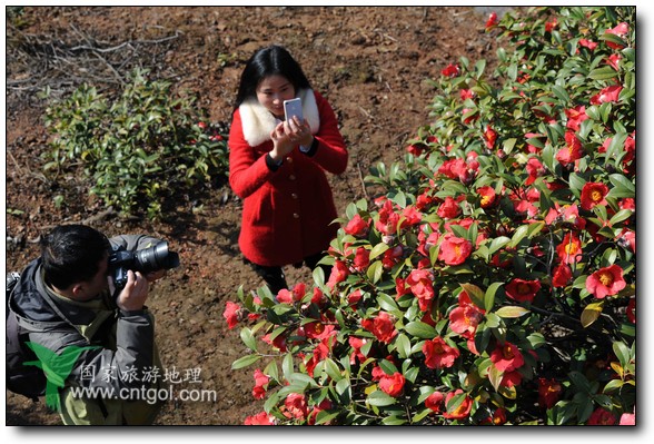 游人在婺源縣江灣鎮(zhèn)海拔1260余米的大瀲村紅花山油茶基地觀賞和拍攝盛開的山茶花。