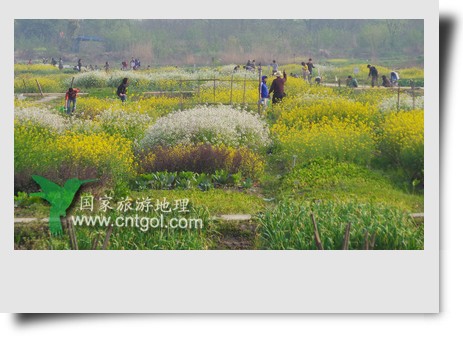 清明節(jié)這天，杭州城西郊的西溪濕地一處市民自種菜地里菜花紛繁，地里不少市民在忙著新一年的蔬菜作物的播栽，構(gòu)成了一幅幅美麗多彩的畫。