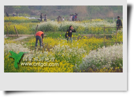 清明節(jié)這天，杭州城西郊的西溪濕地一處市民自種菜地里菜花紛繁，地里不少市民在忙著新一年的蔬菜作物的播栽，構(gòu)成了一幅幅美麗多彩的畫。