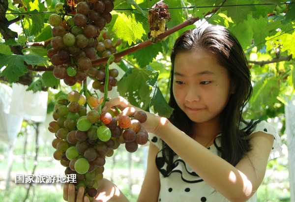 江西婺源：葡萄熟了為夏日旅游添景（圖）